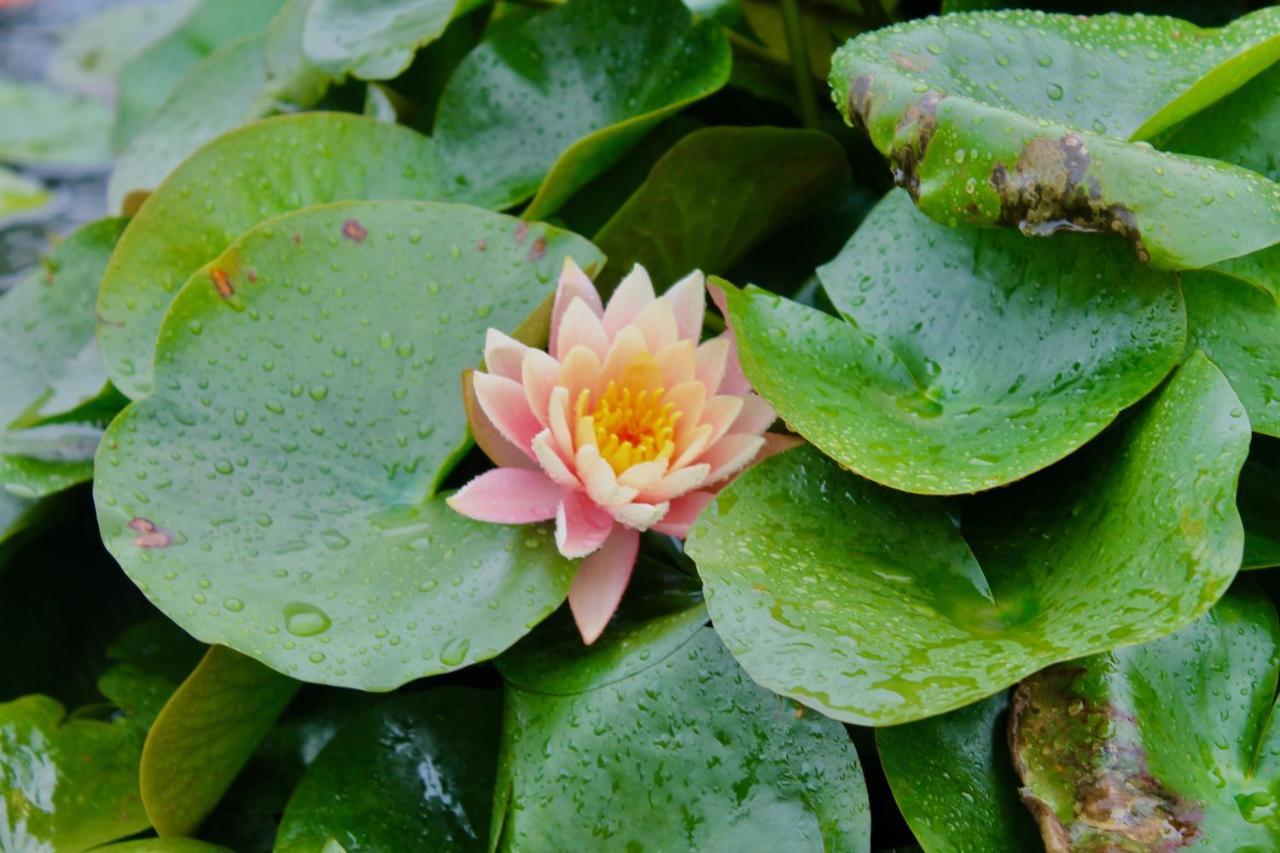 Lotus Farms Resort, Mahableshwar Mahābaleshwar Extérieur photo